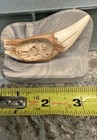 Alaska Brown Bear Tooth Repro Alaska Carving Of Cabin Cache Tagged Stone Stand