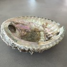 Vintage Abalone Dish Natural Sea Shell 5 1 2   x 5    Rainbow Iridescent Beach