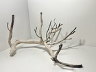 Manzanita Driftwood  Reptile Tank Decor   Aquascape  Terrarium  Aquarium Wood