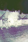 Vintage 1940s Photo Negative Wwii Europe Us Army Tents Camp Soldiers Drums March