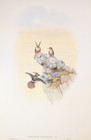 Gould Salvin s Coquette Hummingbirds Vintage Bird Art Print Bookplate S-35
