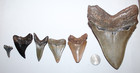 Megalodon  Chubutensis  Great White  Benedini  Extinct Mako  Shark Teeth 6 Teeth