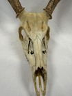 Whitetail Deer Skull Mount Antlers Taxidermy Cabin Lodge Wall Decor Rustic Hunt