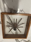 Preserved Spider Display Shadow Box  Wood   Glass Specimen Style Case