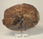 5 5 x4  387g Full Bark Petrified Wood Slab Polished Both Sides  Free Stand  30