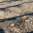 Drip Irrigation Tubing 0 25 In  X 50 Ft  Poly Micro Drip Or Emitter Line Tubing