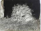 Antique Glass Plate Photo Negative  Horticulture - Tomato Bush W  Fruit