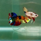 Plakat Koi Green Eye Male Betta  ju18