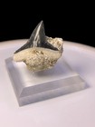 Rare Matrix Bv Bull Shark Tooth Fossil Sharks Teeth Megalodon Era Gem