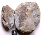 Mazon Creek Crenulopteris Acadica Fern Fossil Illinois Carboniferous Plant