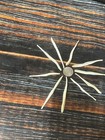10 Real Jumbo Coyote Baculum Penis Unique Birthday Gag Gift Dick Man Cave Decor