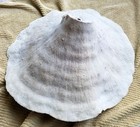 Rare Vintage 1940s Australia Huge 17  Natural Turbinaria Coral Bowl Pagoda Cup