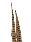 Ringneck Pheasant Tail Feathers  2 Pack  Natural Color From Wild Birds 12-18 In 