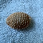 Cypraea Granulata