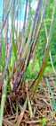 Florida Red Sugarcane Cuttings  3-pack  Rare   Sweet     Free Shipping
