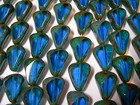 12 Czech Glass Capri Blue Window Cut Travertine Teardrop Beads 15x12mm