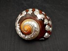 Polished South African Turban Seashell Sarmaticus  1 Shell Approx  3  Inches 