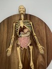 Vintage Human Anatomy Skeleton Model Removable Organs Parts Science Medical Disp