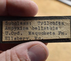 Trilobite Fossil Plate - Elsbery  Lincoln Co   Missouri