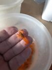 Dwarf Mexican Orange  Crayfish Breeder Colony 1 Male 3 Females