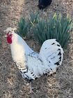 7  Silver Spangled Appenzeller Spitzhauben Hatching  Eggs