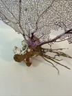  large   Natural Sea Fan - Coral - Sea Whip - Free Shipping