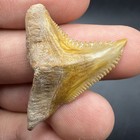 Gem Quality Hemipristis Shark Tooth 1 45    Bone Valley Fl