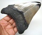 Megalodon Shark Tooth Real Fossil - Shark Teeth Meg - 4 51    - No Restorations