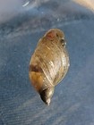 100  Bladder Snails - Live Feeder Snails - Puffer Food - Algae Eater - Free Ship