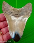Megalodon Shark Tooth Real Fossil 4 10    Big No Restorations Xl Megladon