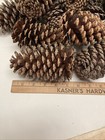 Lot Of 22 Large Pine Cones Sizes Varible From  4  To 6    Christmas Deco Or Crafts
