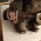 Vintage 1950s Pepsi Cola Grey Picnic Bear  Battery Operated  Drinks Cocoo