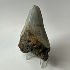 Megalodon Shark Tooth 3 90 Inch - Colorful - Natural Fossil - Carolina 20237