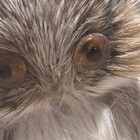 Vintage Real Fur Style Mini Owl Figurines   Magnet Set Glass Eyes Japan Style