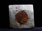 Leaf Fossil With 3-d Face  Morton Co  Montana