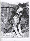 Wwii Us Military War Dogs - History  Photos   Equipment Collector Id Guide