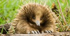 2017 Austraila Coin 5 Cents Echidna Uncirculated Beauty Super Coin