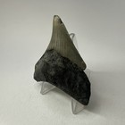 Megalodon Shark Tooth 2 82 Inch - Posterior - Wide Fossil - Authentic 19347