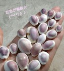 A Beautifully Colored Cowrie Shell Natural Sea Shells  From Japan