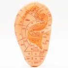 Human Ear Acupoint Massage Model Traditional Chinese Medicine Teaching