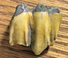 1 25  Fossil Hemiauchenia Camelid M3 Molar Tooth - Central Florida - Ice Age