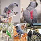 Bird Leash