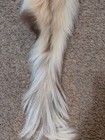 Rare Ranch Chocolate Skunk Hide Soft Leather Craft Pelt Fur freshly Tanned 