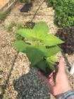 3 Bee Balm Gardenview Scarlet Monarda Plants In 3 5 Pot 