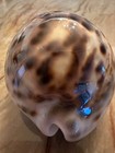 Cypraeidae Cypraea Tigris 75 3mm Shell - Special Color