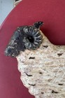 Vtg Primitive Wooden Hand Carved And Painted Ram Wall Hanging 9 5   x12    Signed