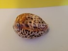 Cypraea Seashell Tigris Very Nice Pattern Vintage
