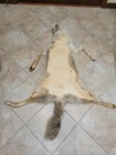 Xl Coyote Pelt Fur Tanned Quality Log Cabin Decor Wild Country Furs Very Nice