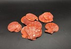 Fire Red Scallop Shell Halves Noble Approx  Quarter Pound Shells 2  Inches