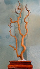 Natural Hawaii Gold Coral 13 5  Tree                          Specimen free Black Coral Cabocho